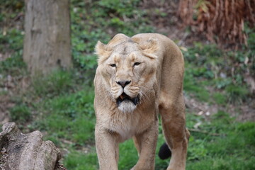 Naklejka premium lion in the zoo