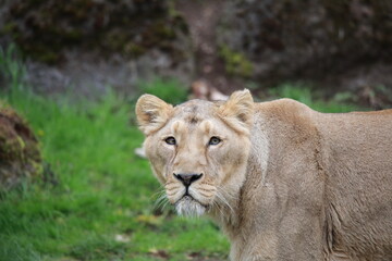 lion in the zoo