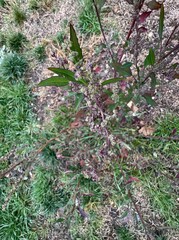 Lipandra polysperma (Syn. Chenopodium polyspermum) autumn flowers, seeds, leaves. Close-up. Common name manyseed goosefoot. Subfamily Chenopodioideae of the family Amaranthaceae.
