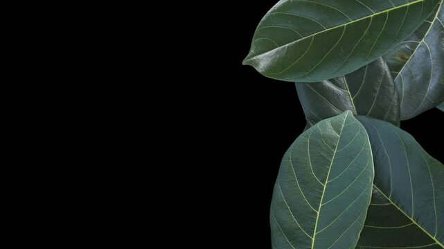 Green leaves transition on transparent background