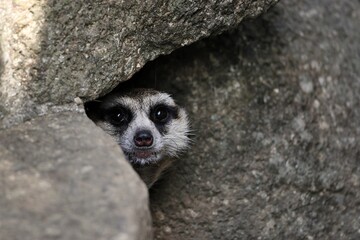 Fototapeta premium 岩陰から覗くカメラ目線のミーアキャット