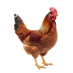 Gardinen a rosy-brown male chicken white background © Full PNG