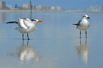 A royal tern and a seagull stand in the wet sand on the shoreline, their reflections below while the cityscape can be seen on the horizon Ponce Inlet Beach, Florida 