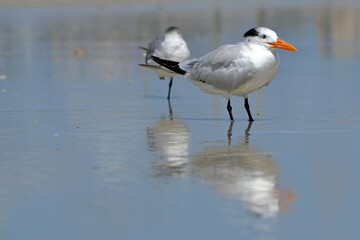 Two royal terns snoozing on the shoreline, the cityscape and birds reflected in the wet sand at Ponce Inlet Beach, Florida 