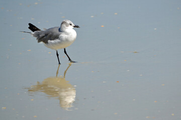A black and white seagull standing on the wet sand at the oceans edge, leaning back on one leg, its head cocked to one side at Ponce Inlet Beach, Florida.