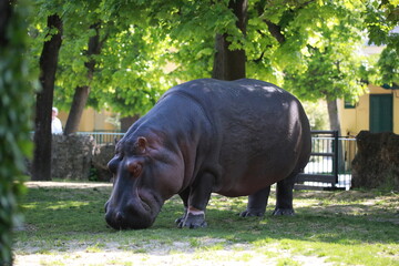 hippopotamus in zoo