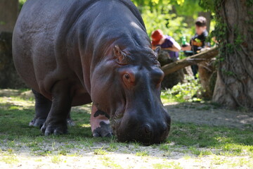 Fototapeta premium hippopotamus in the zoo