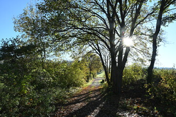 Obraz premium Weg in der Rhoen im gegenlicht