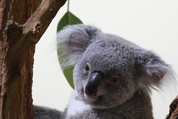koala in tree
