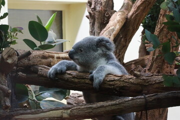 koala in tree