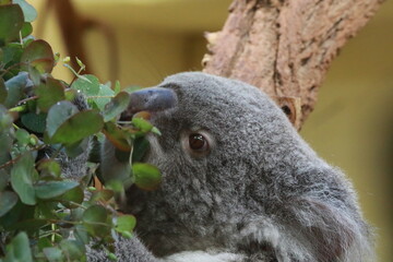 koala in tree