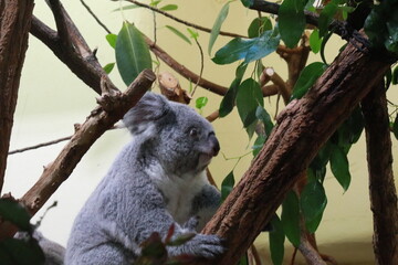 koala in tree