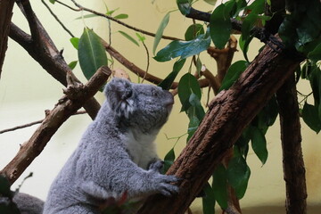 koala in tree