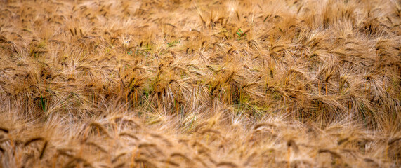 Panoramic view of golden wheat. Selective focus