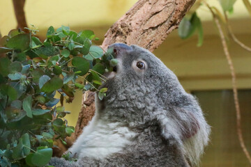 koala in tree © Sarah