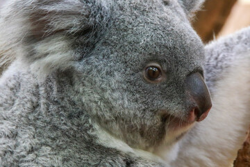 koala in a tree