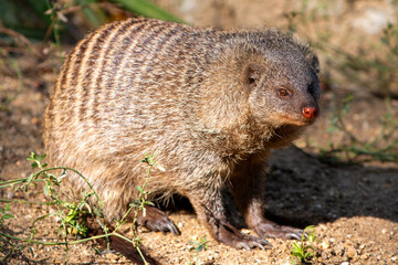 Banded Mongoose or Zebra Mongoose (in german Zebramanguste) Mungos mungo