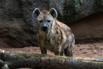 .photographs of African hyenas in nature in their natural habita
