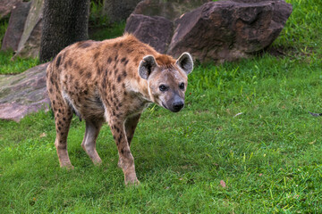 .photographs of African hyenas in nature in their natural habita