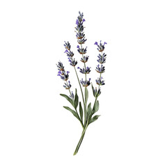 Obraz premium a sprig of levender in the center white background