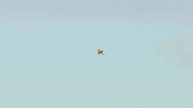 a kestrel (Falco tinnunculus) bird raptor hovering, scanning for prey, Wiltshire UK