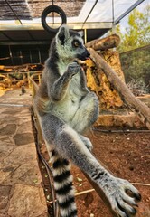 Cyprus. Lemurs at the Paphos zoo © N N