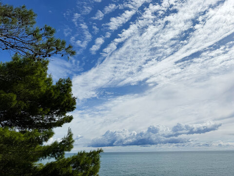 Beautiful sky clouds and pine tree on sea shore.