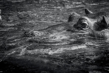 photographs of hippos in nature in their natural habitat