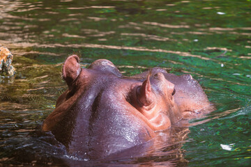 photographs of hippos in nature in their natural habitat