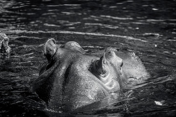photographs of hippos in nature in their natural habitat