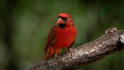 Northern Cardinal
