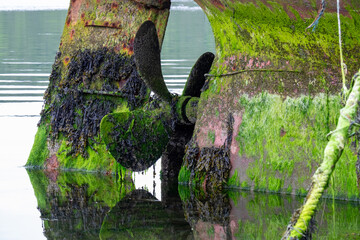 Propeller and keel covered in seaweed on derelict old boat