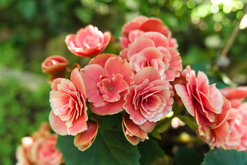 small group of delicate apricot-colored begonias