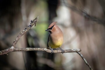 Cedar Waxwing