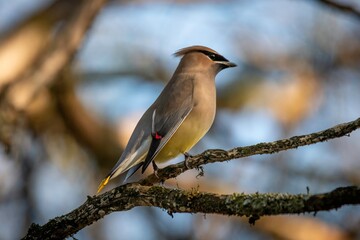 Cedar Waxwing