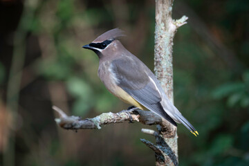 Cedar Waxwing