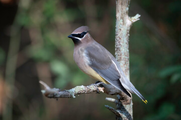 Cedar Waxwing