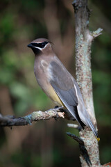 Cedar Waxwing