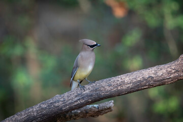 Cedar Waxwing