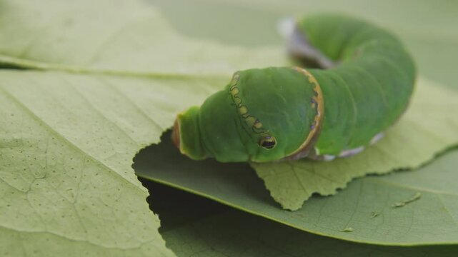 Macro close up of green caterpillar on a leaf eating and resting
