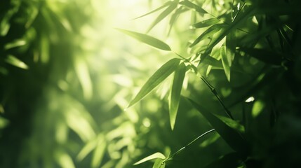 Lush Green Bamboo Leaves In Sunlight
