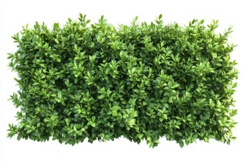 Obraz premium green plant isolated