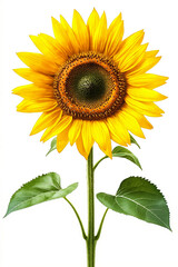 Obraz premium A single sunflower with green leaves on a white background