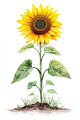 Obraz premium A watercolor painting of a sunflower on a white background