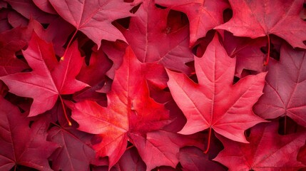Vivid Red Maple Leaves Autumnal Background