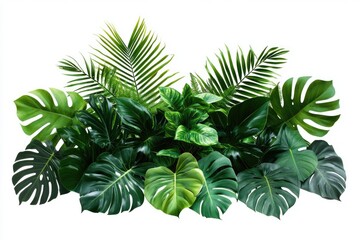 green plant isolated