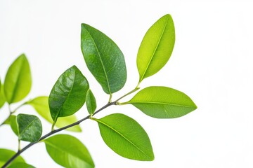 Obraz premium green plant isolated