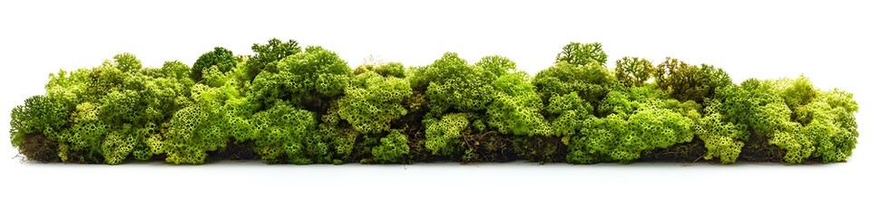 High-resolution moss, studio shot, isolated on white, sharp focus, detailed, soft shadows.