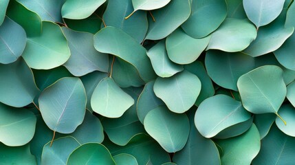 A Collection Of Lush Green Eucalyptus Leaves