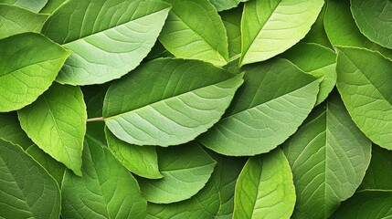 Fototapeta premium Lush Green Leaves Abundant Natural Texture Background